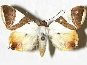 Eulepidotis rectimargo